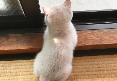【後ろ姿フェチ必見！】窓から外を見てたそがれる子猫。可愛すぎる小っちゃな後ろ姿に胸キュン♪