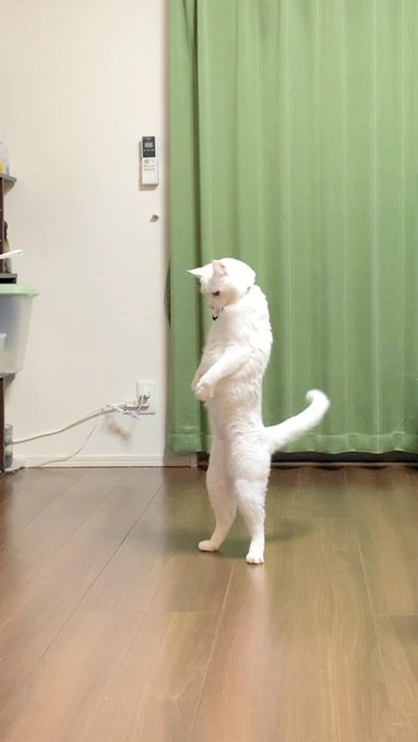 立っている猫