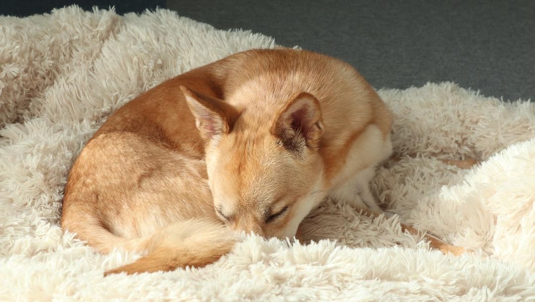 布団で寝ている犬