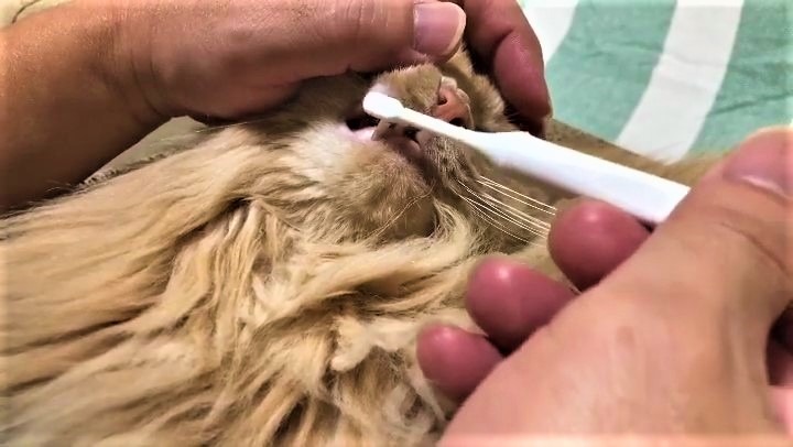 猫　歯磨き