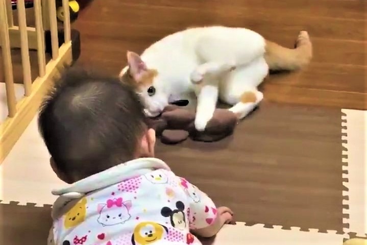 【猫と赤ちゃんの攻防戦】普段は優しいお兄ちゃんでも宝物だけは絶対に死守する猫さん