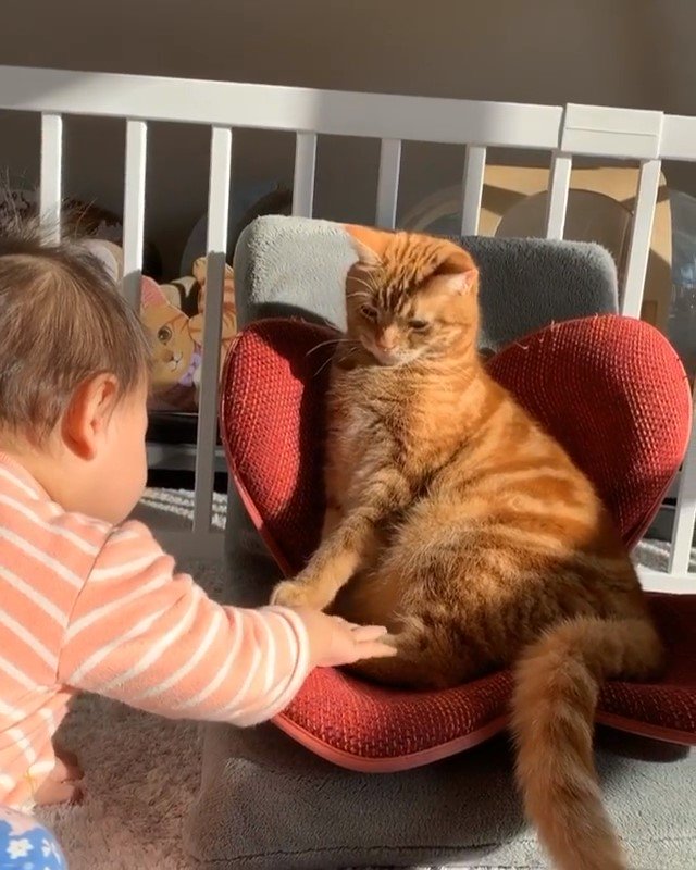 猫を触る赤ちゃん