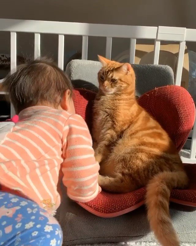 【赤ちゃんと猫の癒し動画】足をナデナデする娘ちゃんを優しく受け入れるニャンコ