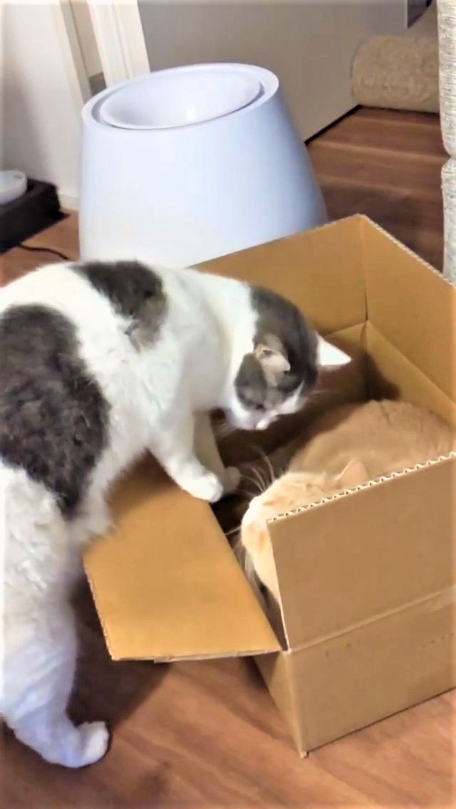 箱に入りたい兄猫と箱から出ようとしない妹猫。2人の【ゆる～い攻防戦】がカワイイ