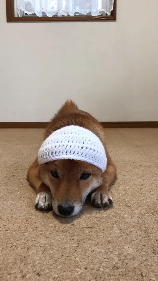 柴犬