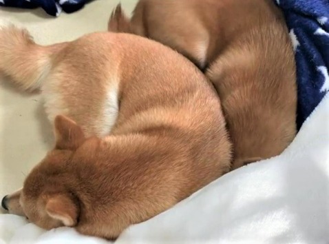 【柴犬姉妹】妹ワンコの背中で暖を取る姉ワンコ。2匹でくるまって眠る姿が可愛すぎる