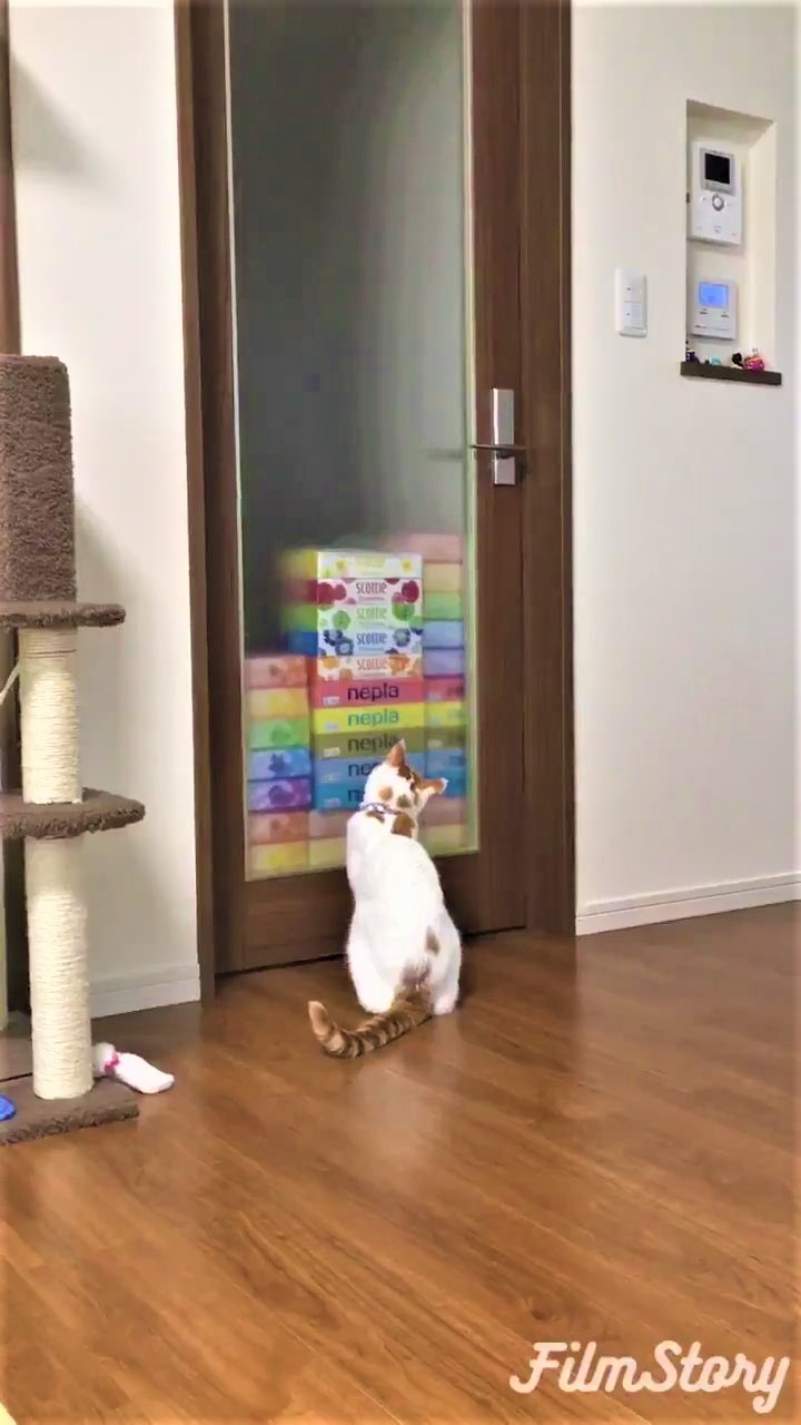 猫　ドア