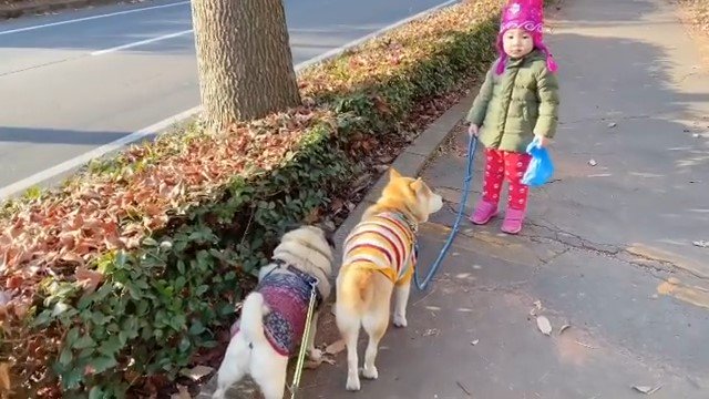 【ほのぼの】2歳の娘ちゃんと、弟ワンコに歩調を合わせる優しい兄ワンコのお散歩動画