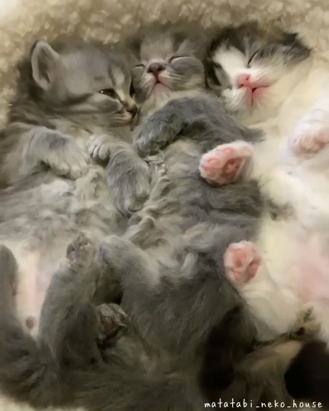 寝ているスコティッシュフォールドの子猫たち