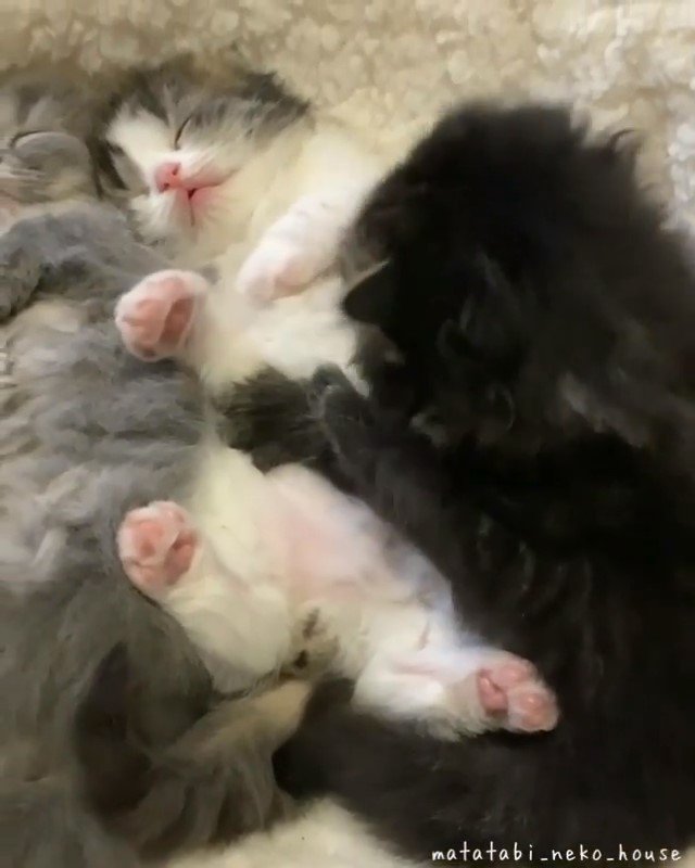 寝ているスコティッシュフォールドの子猫たち