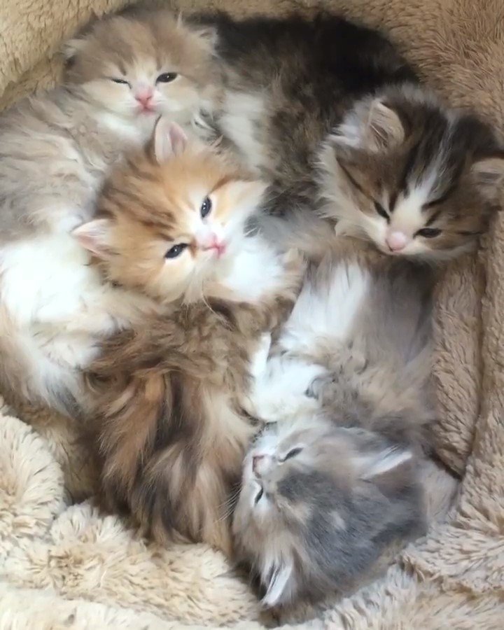 催眠術にかかったように同時に寝落ちしていく4匹の子猫ちゃんたちが最高にカワイイ