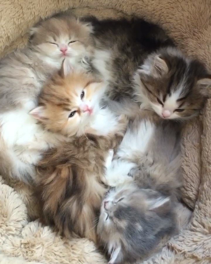 くっ付いて寝るスコティッシュフォールドの子猫たち