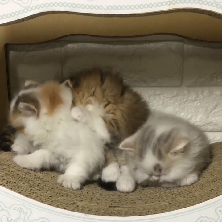 遊ぶ子猫たちと寝ている子猫