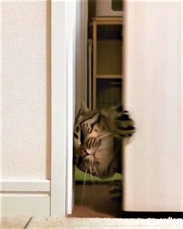 猫　ドア
