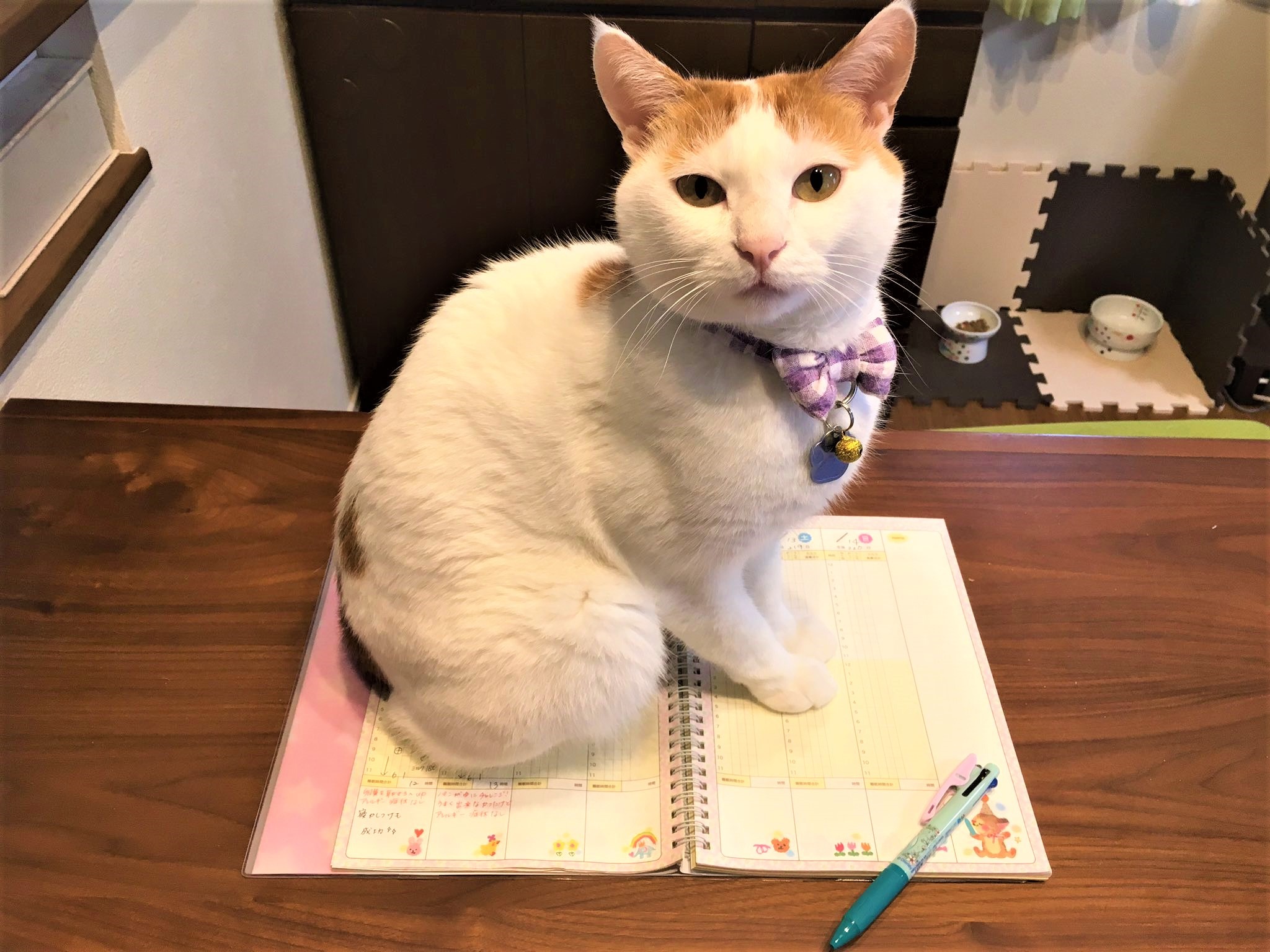 テーブルにノートを広げたら…直後の光景に「猫あるある」「それでこそ猫」と共感の嵐