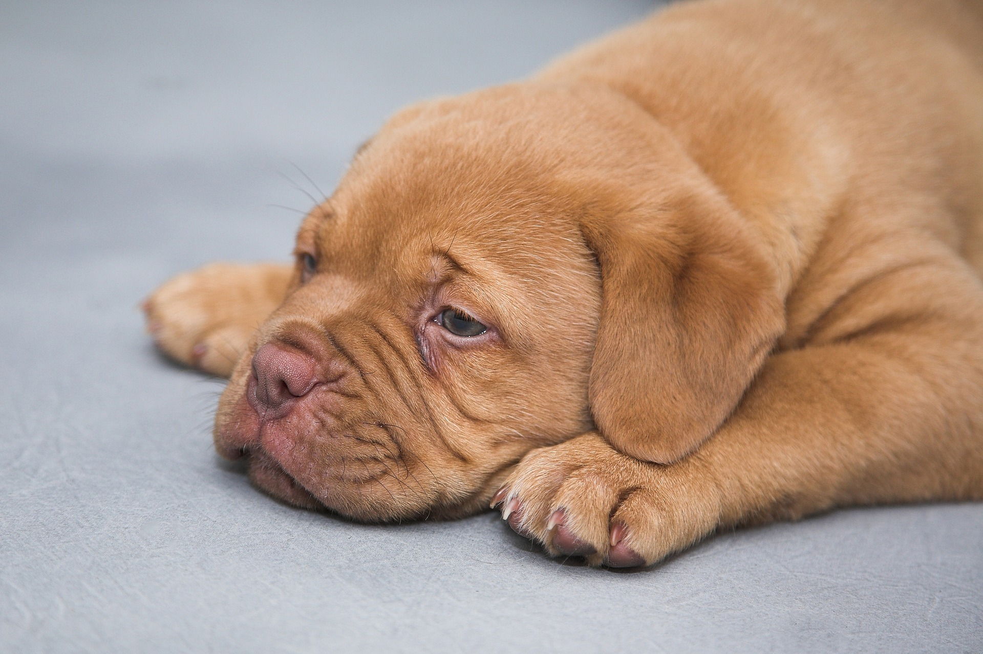 犬が伏せして寝る理由とは？あごで周囲の振動を察知しているらしい！