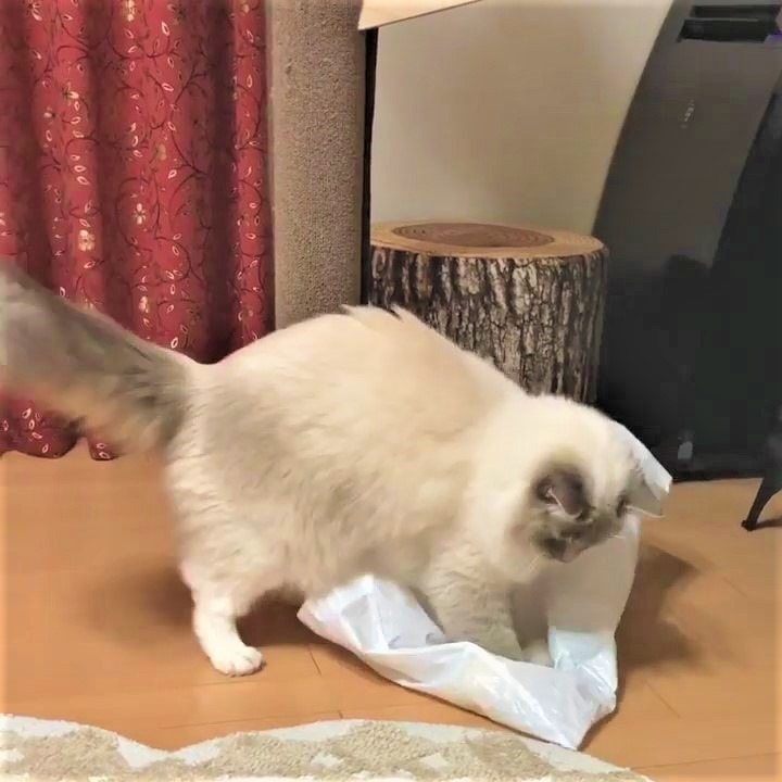猫　遊ぶ