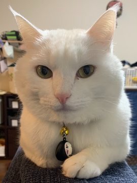 【ドヤァァ】香箱座りに失敗してしまったけど、誇らしげな白猫のハク様が可愛い