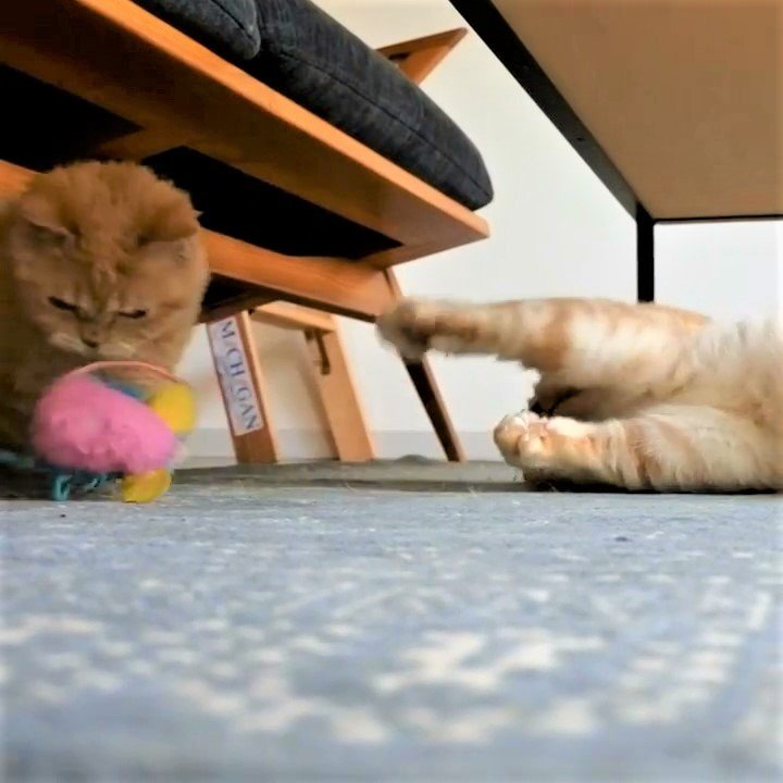 「ボクはお兄ちゃんだから。」妹猫にお気に入りのおもちゃを奪われても怒らない優しい兄猫