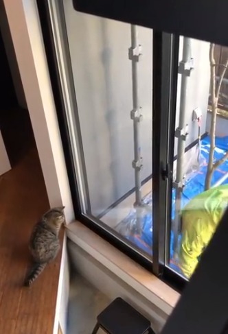 窓際にいる猫