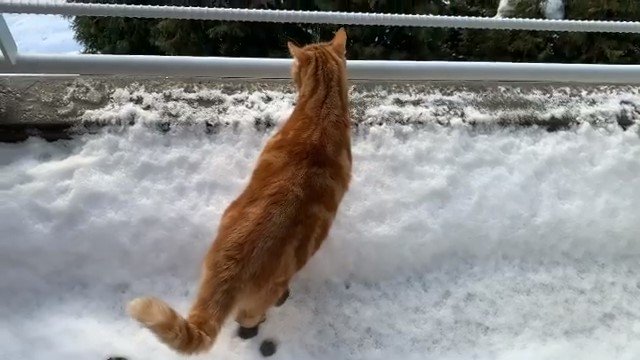 真っ白でキレイだにゃ♪一面に降り積もった雪に興味津々な猫ちゃんがかわいい