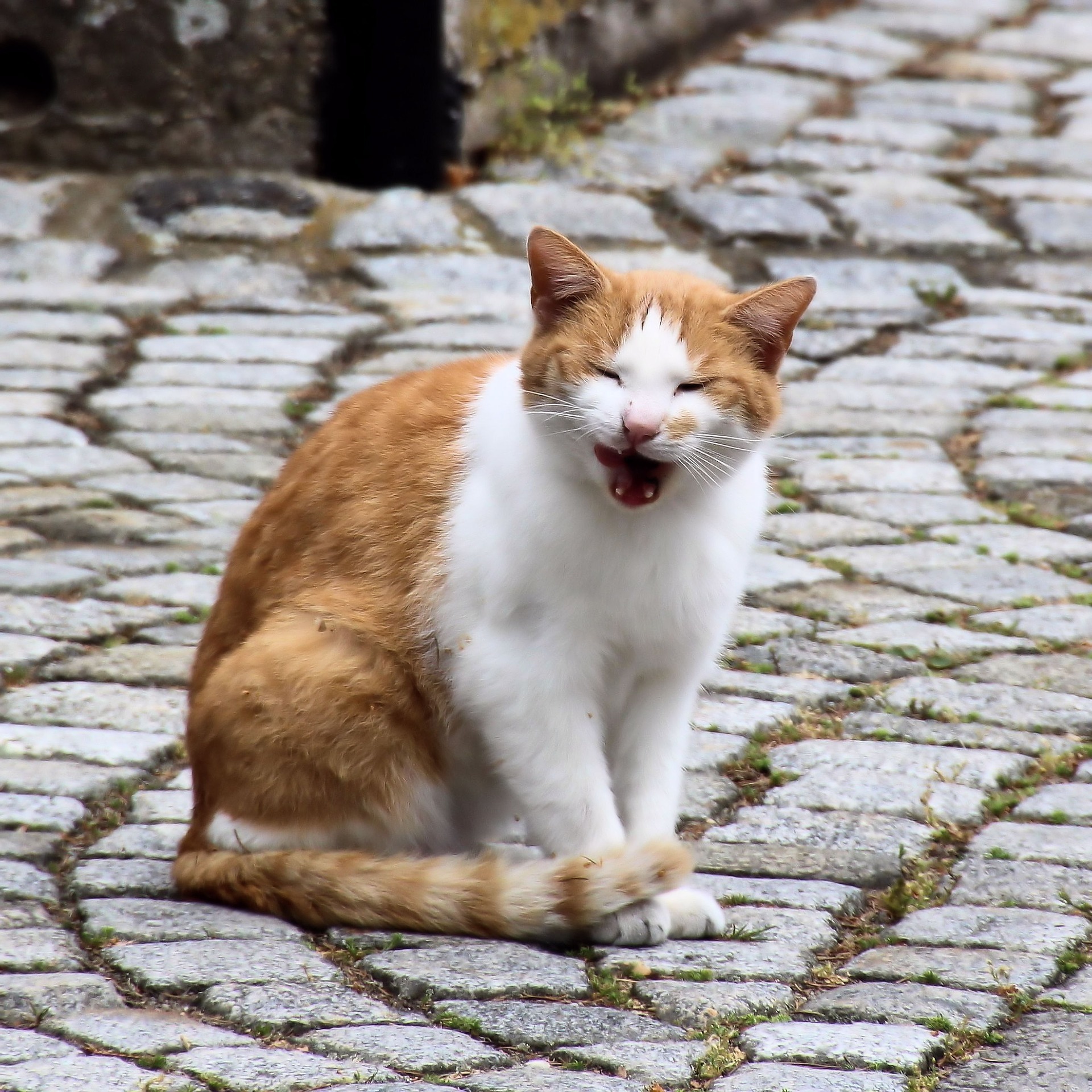 あくびをする猫