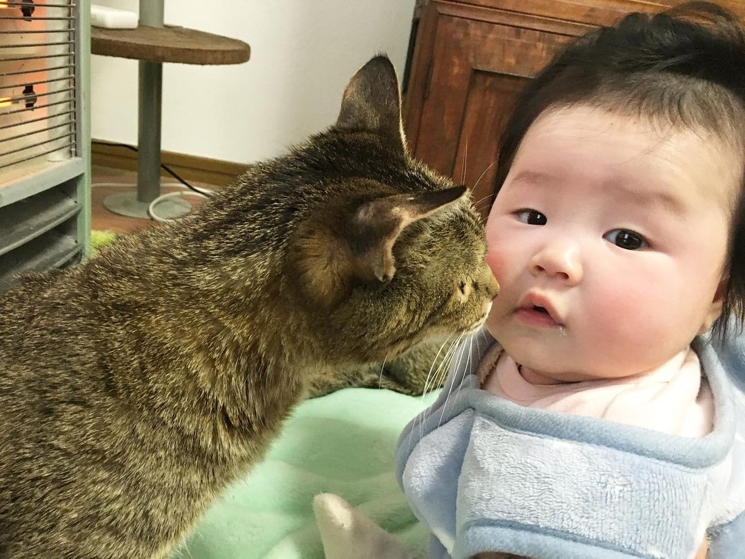 猫と赤ちゃん