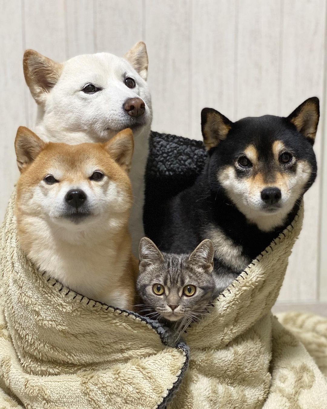 くっ付いてれば寒くないよ♪ブランケットに4人でくるまる犬猫姉弟が可愛くて癒される！