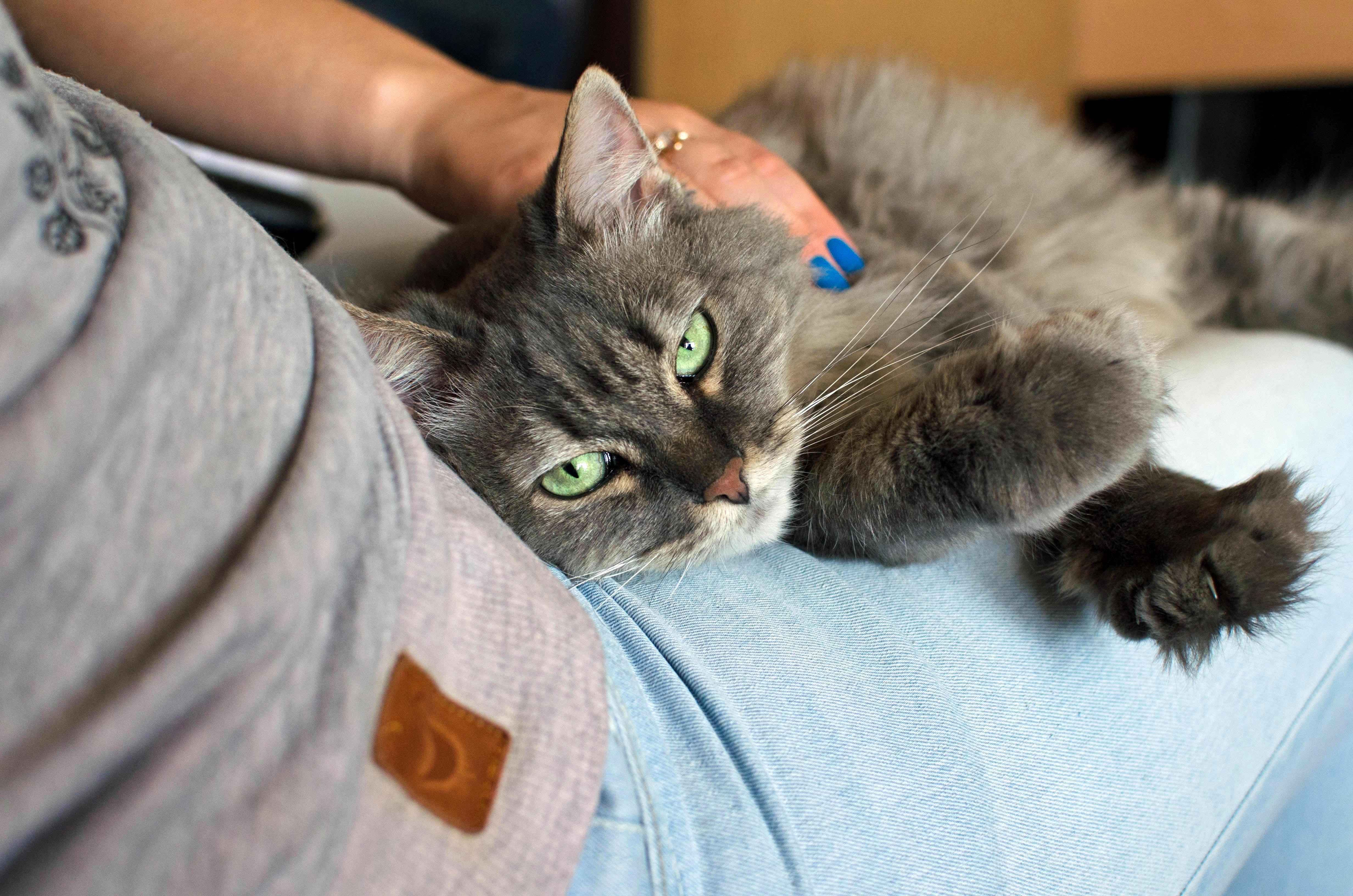 飼い主さんの膝の上で寝ている猫