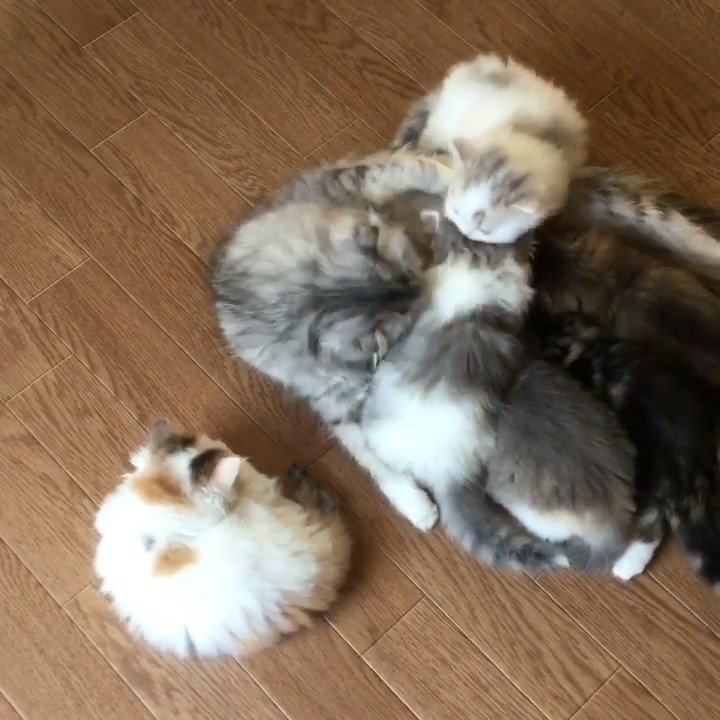 母猫のおっぱいを飲んでいる子猫たち