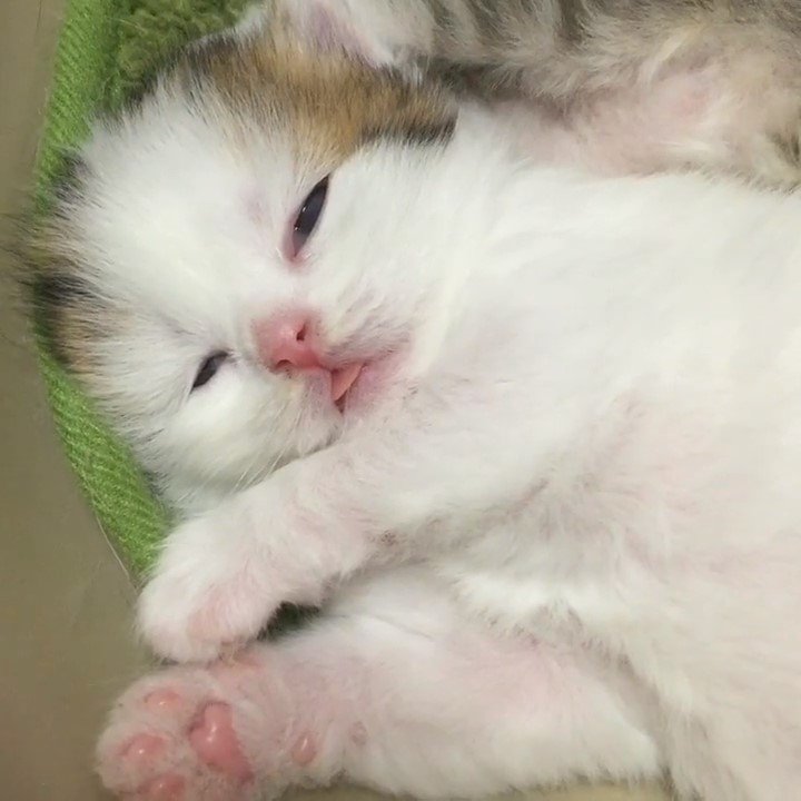 キュン死注意！！お昼寝する子猫ちゃんたちの可愛くて個性的な【寝顔3選】！