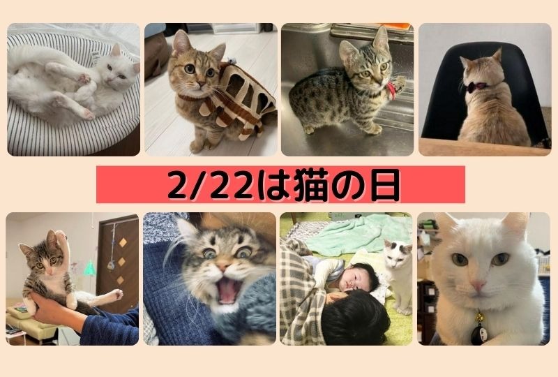 【今日2/22は猫の日】厳選！かわいい・おもしろい・麗しい猫様たち！猫様いつもありがとうございます。