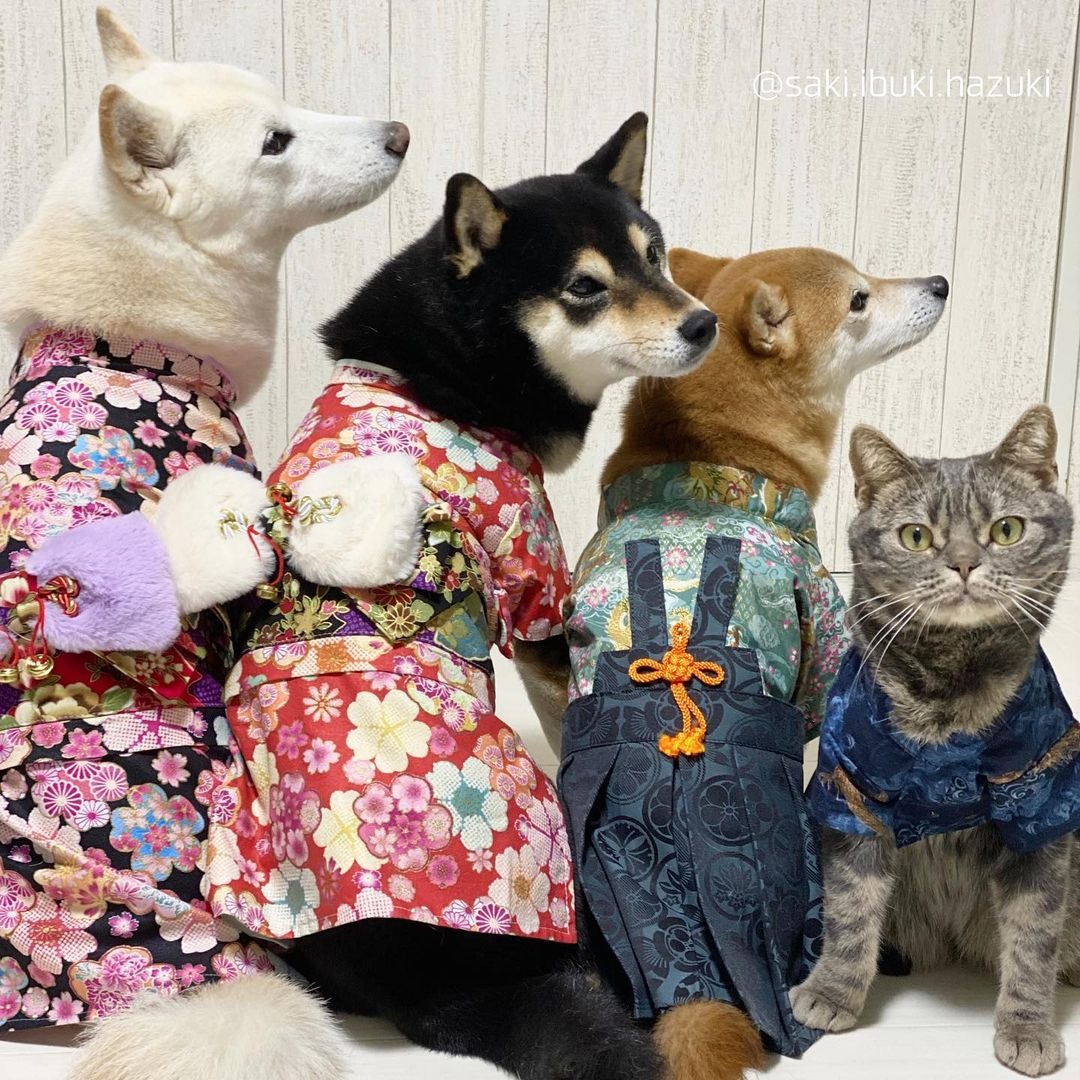 お正月なので晴れ着姿です♡柴犬ちゃんと猫ちゃんの４姉弟がかわいすぎる！