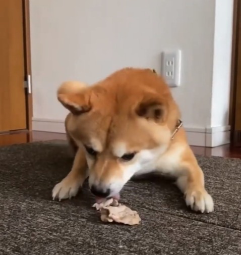肉を食べる犬
