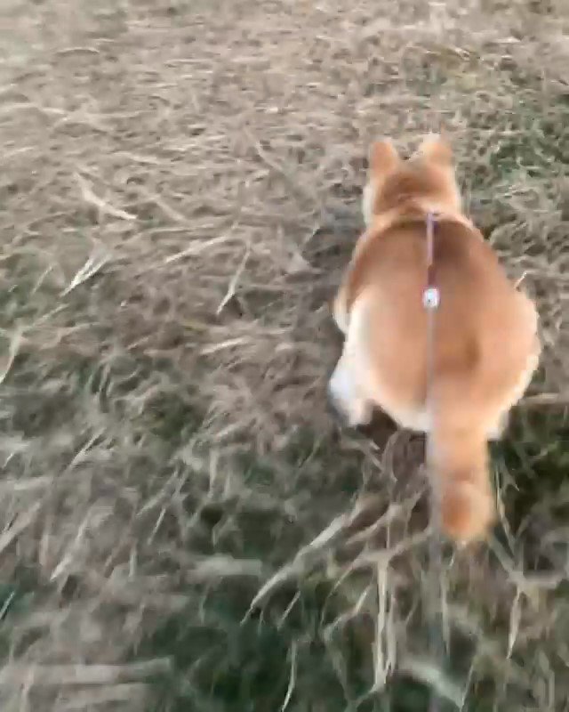走る柴犬