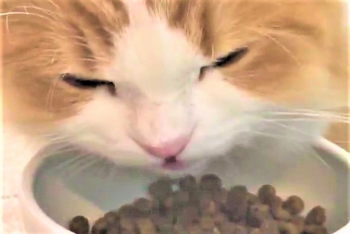 【超どアップ】お鼻にシワを寄せながら食事する可愛い猫ちゃんから目が離せない！