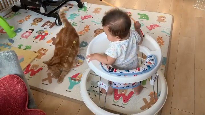 赤ちゃんと遊ぶアメリカンショートヘア