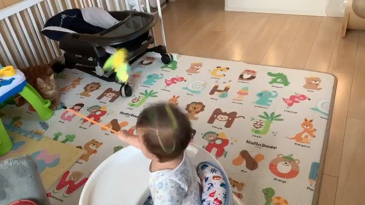 赤ちゃんと遊ぶアメリカンショートヘア