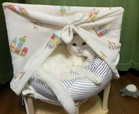 『ふむ、これもよきかニャ…♪』快適なテントにご満悦な白猫のハク様が可愛すぎ～