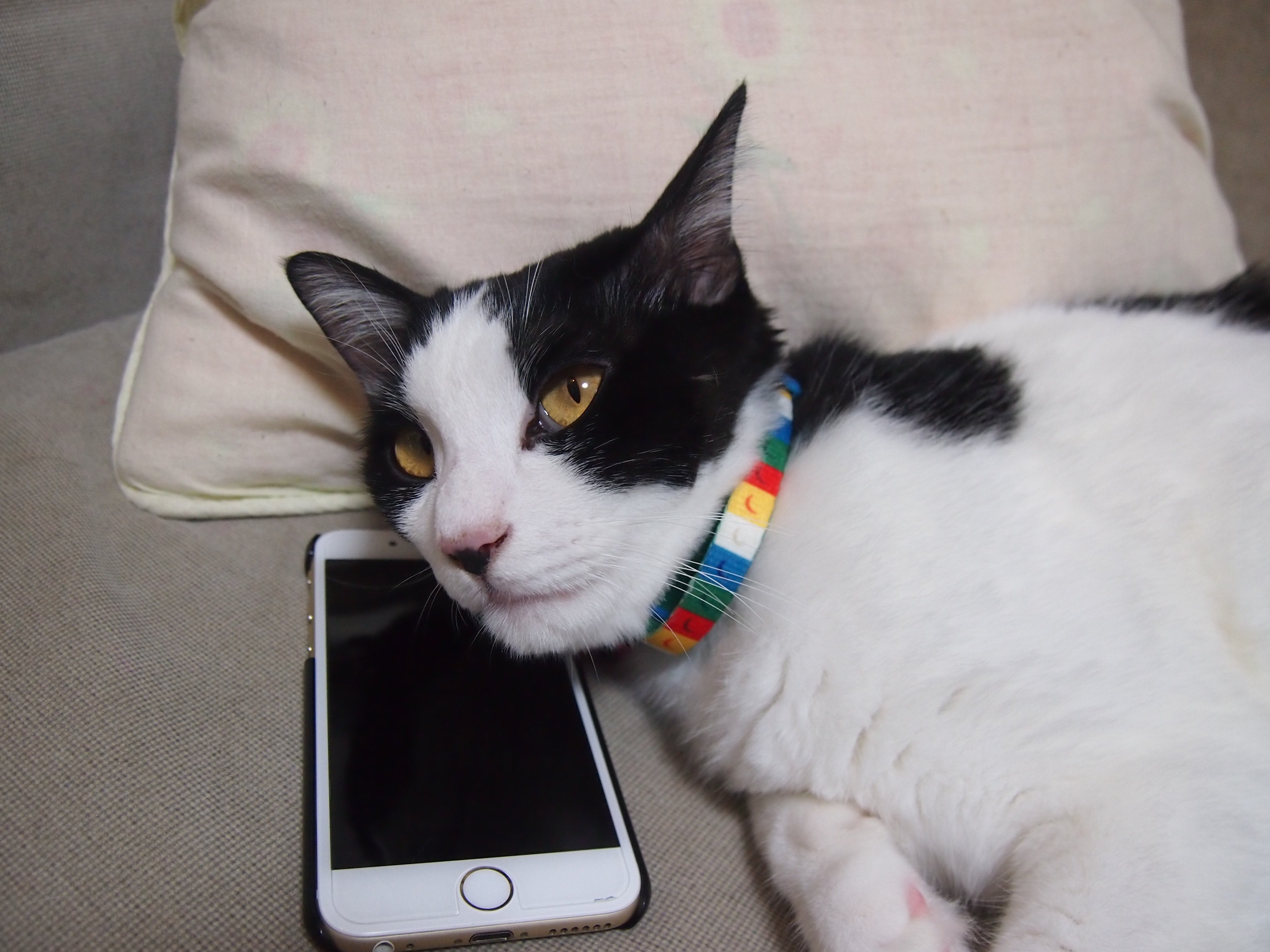 携帯の上で寝る猫