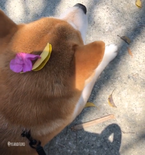 花びらを頭に乗っけた犬