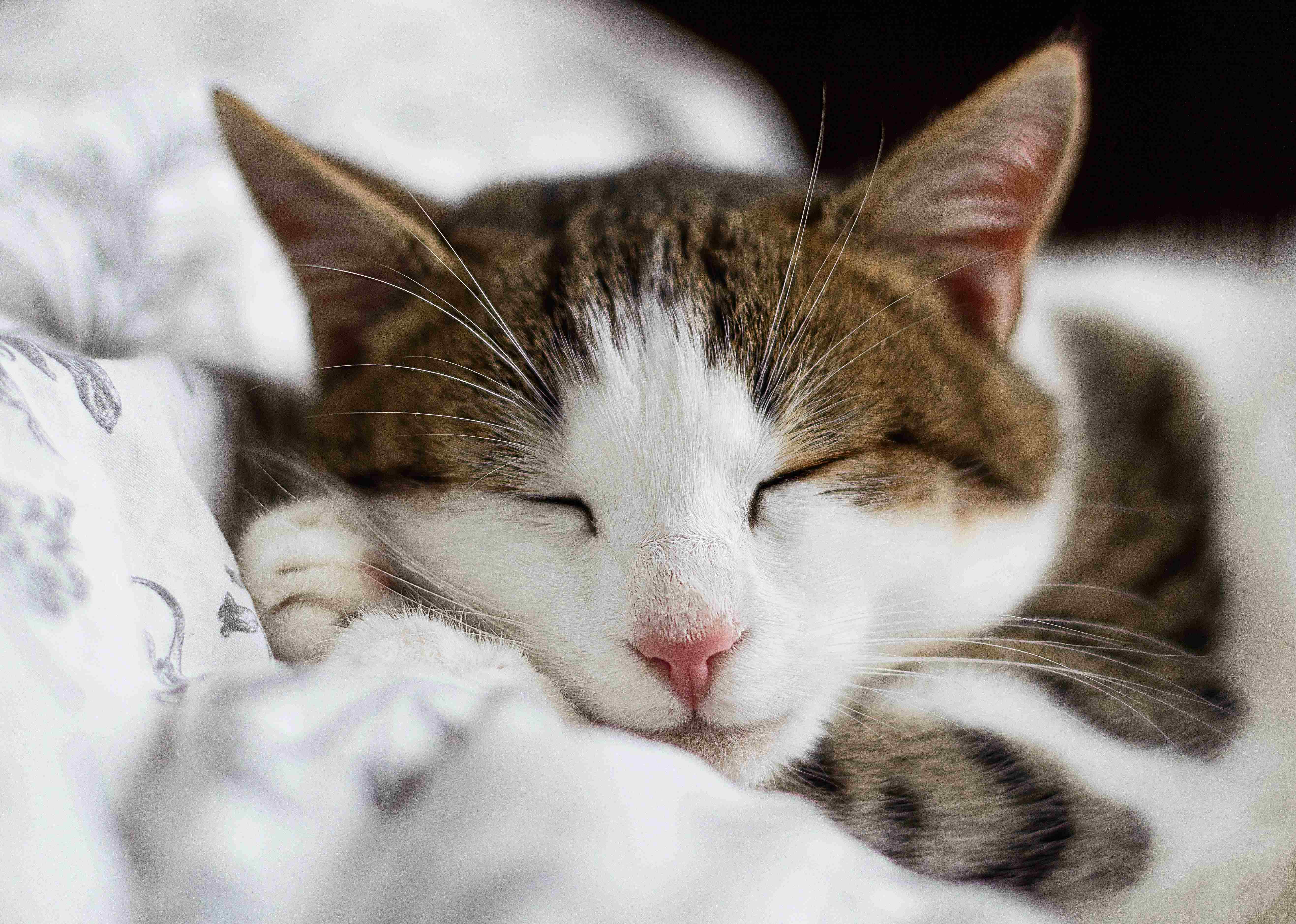 猫はいつ熟睡しているの？猫の浅い眠りと深い眠りの見分け方を紹介！