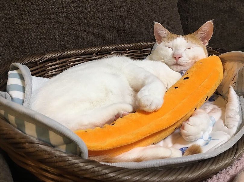 抱き枕は”うつぼ”です。ぴったりサイズのぬいぐるみを抱えてスヤスヤ眠る猫さん
