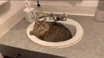 飼い主さんのお風呂を洗面所で待っている猫ちゃん。”いい場所”を見つけてごきげんな様子