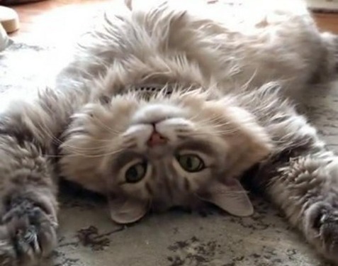 完全リラックスモードのモフモフ猫ちゃん。大胆な“バンザイ寝”のポーズが可愛すぎ！
