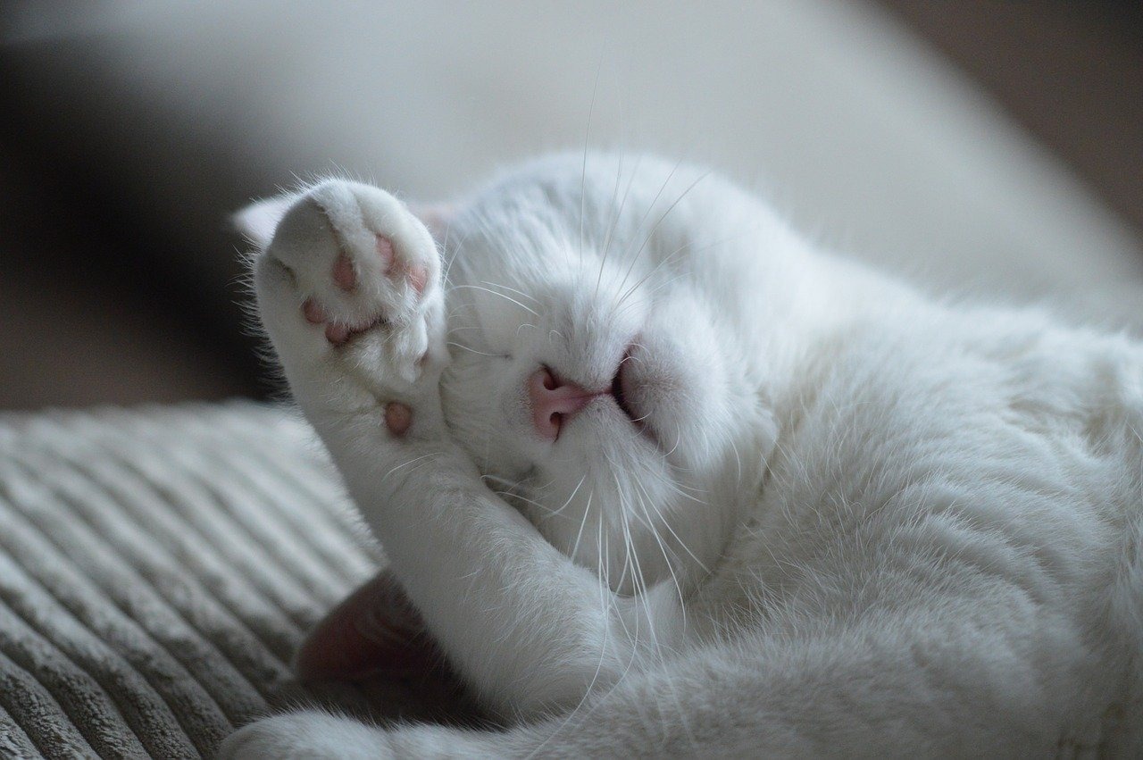 白猫の手