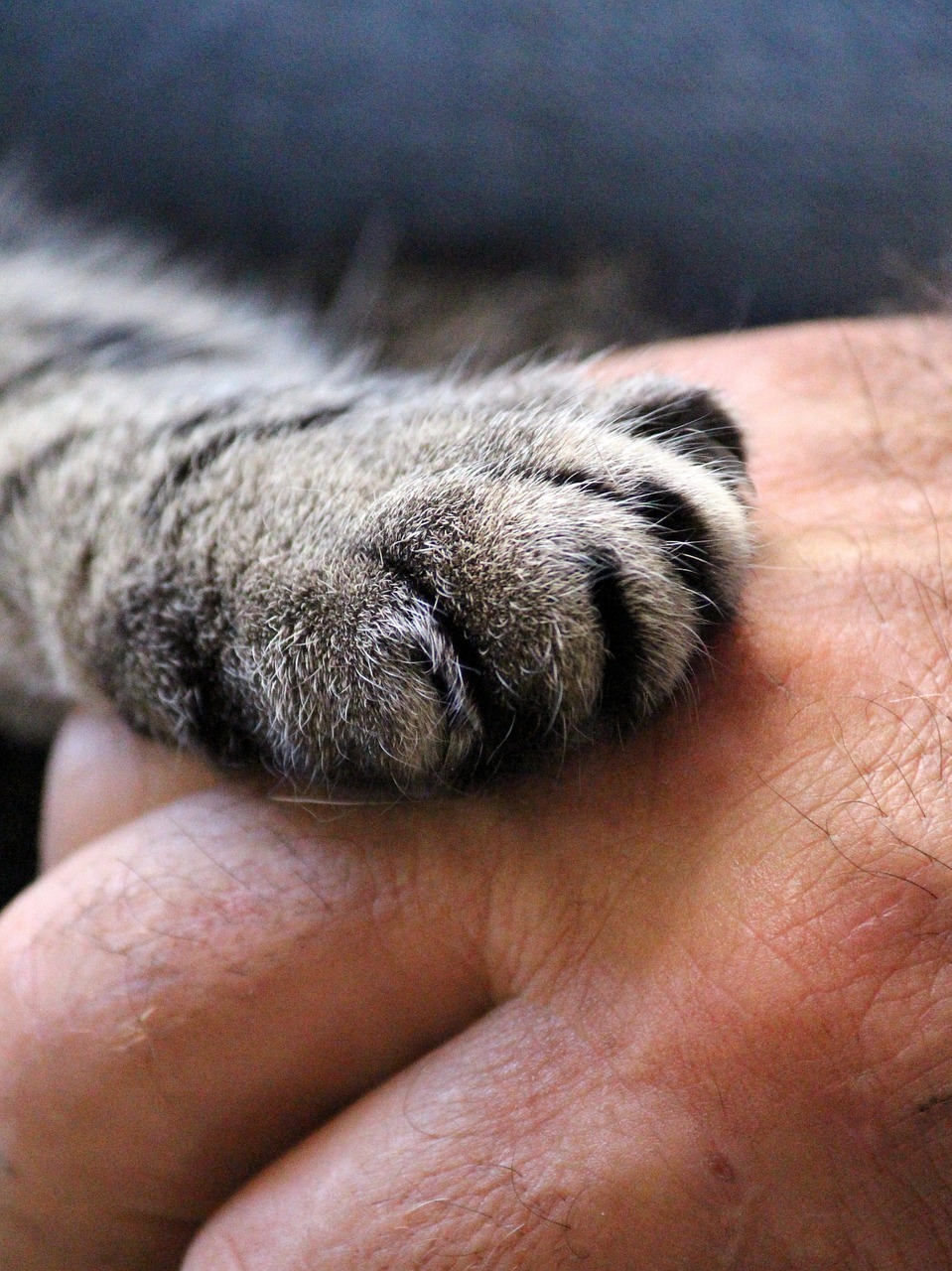 サビ柄の猫の手