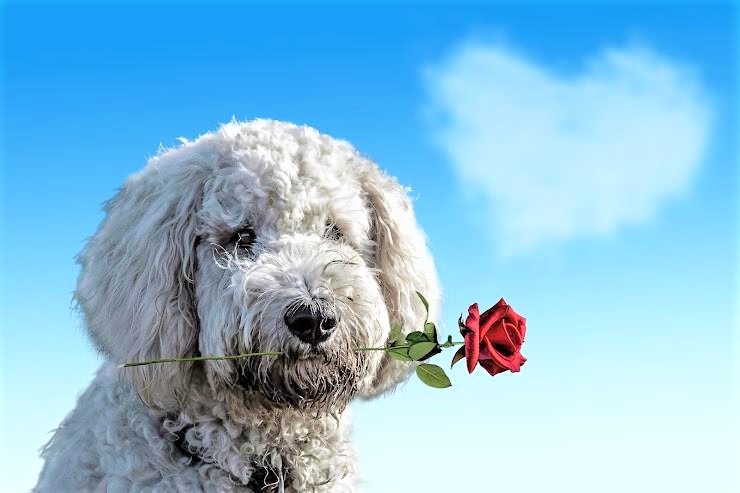犬にも『恋愛感情』はある？好意と発情の違いを解説！
