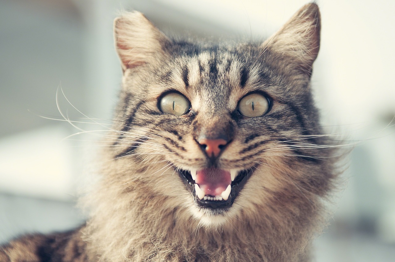 猫がしゃべっている⁈人間の言葉を話すように聞こえる理由を解説