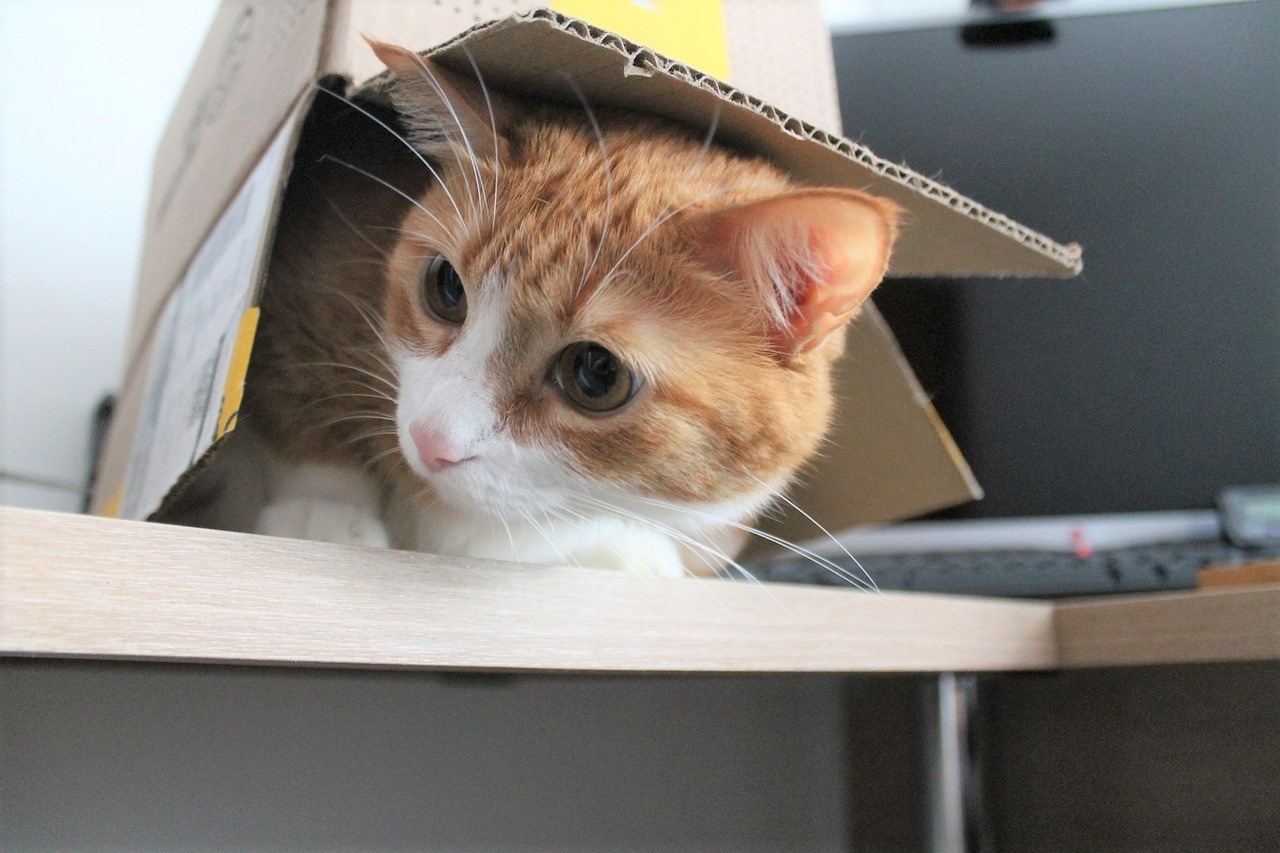 猫にとって引っ越しは一大イベント！引っ越しの時の注意点と猫のストレスを軽減する方法を紹介！